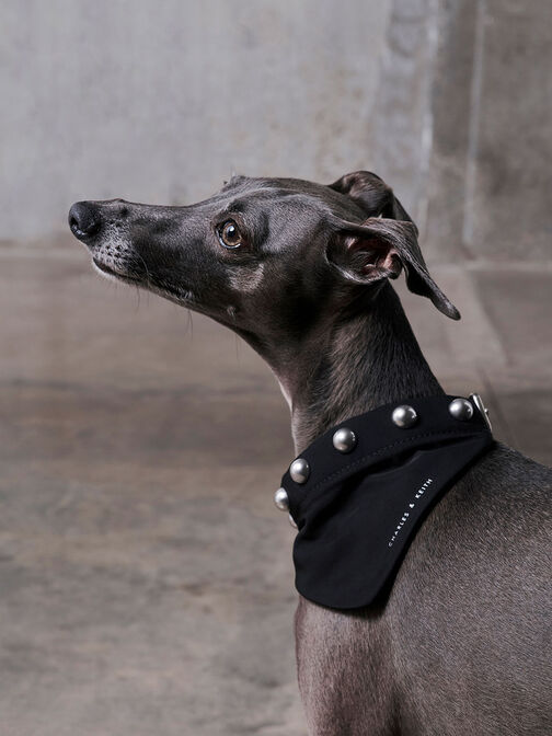 Collar de perro metálico con adornos de cuentas, Noir, hi-res