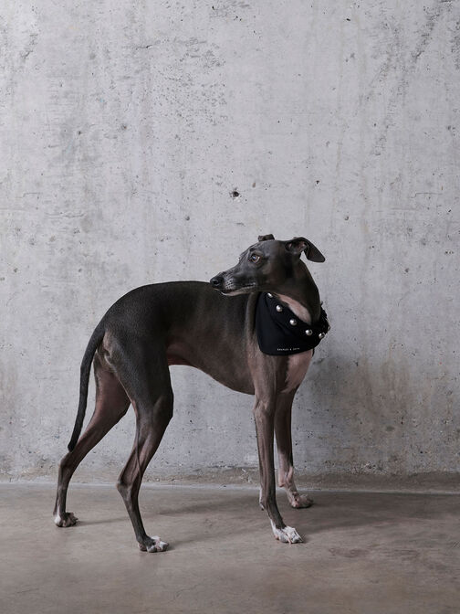 Collar de perro metálico con adornos de cuentas, Noir, hi-res